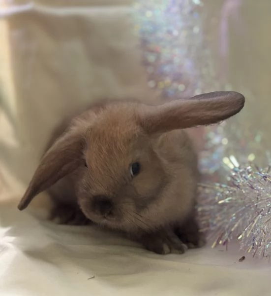 CONIGLIETTO ARIETE NANO