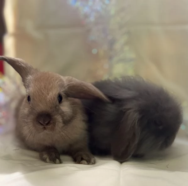 CONIGLIETTO ARIETE NANO | Foto 0