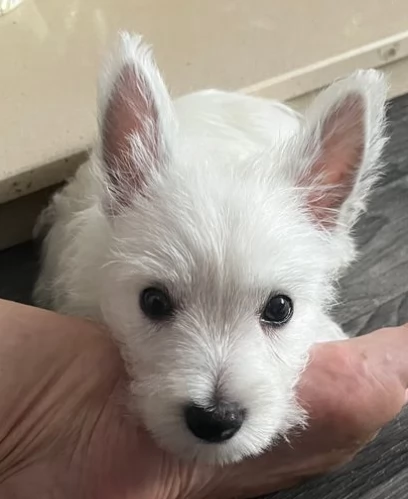 Splendidi cuccioli di West Highland Terrier | Foto 0