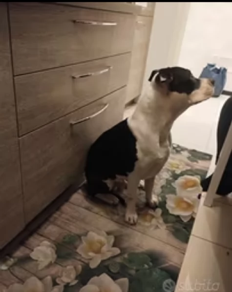 Amstaff di 2 anni | Foto 2