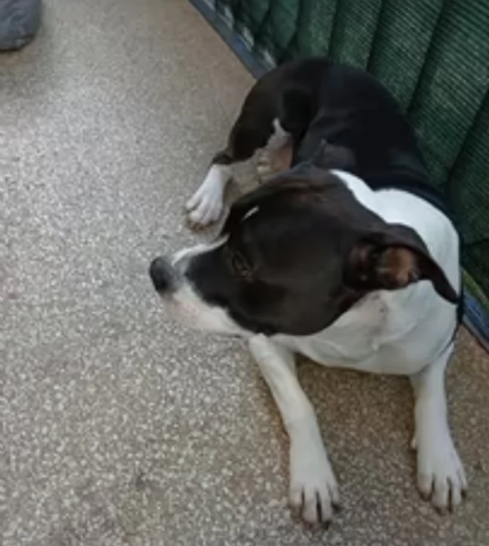 Amstaff di 2 anni | Foto 1