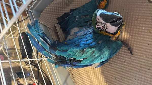 Pappagallo Ara Ararauna