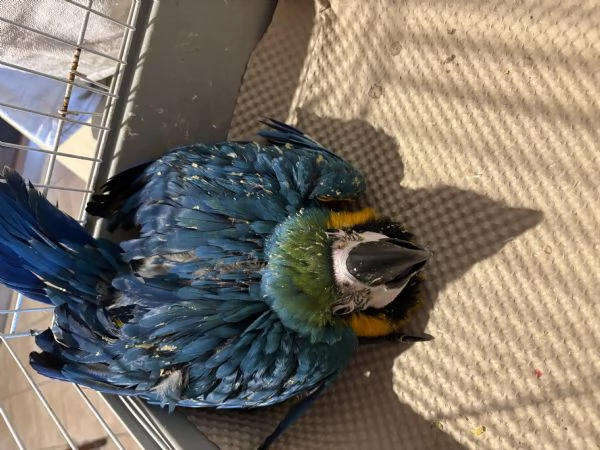 Pappagallo Ara Ararauna | Foto 0