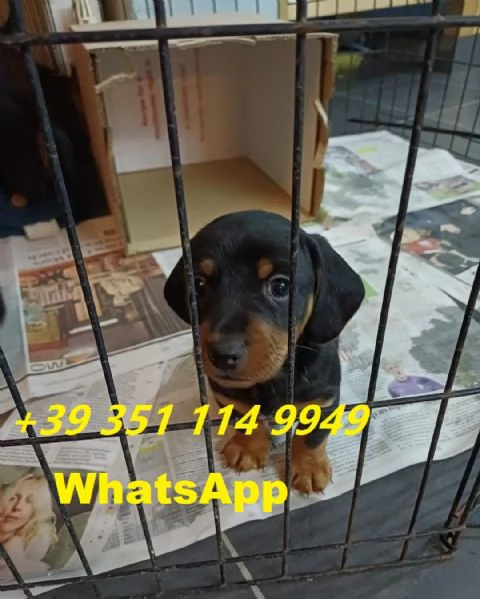 Regalo di un Bassotto maschio e femmina