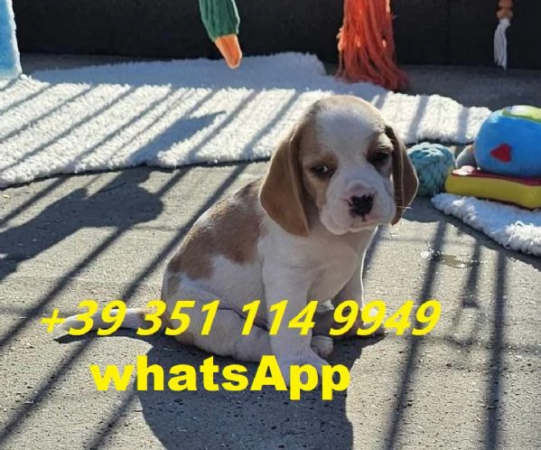 Regalo di un Beagle maschio e femmina | Foto 1