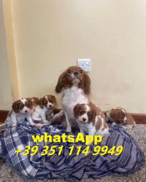 Regalo di un Cavalier King maschio e femmina | Foto 0