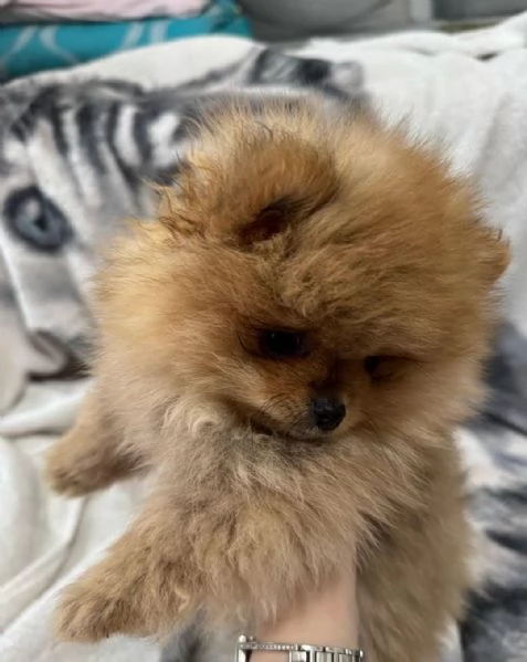 Regalo di un Volpino Pomerania maschio e femmina | Foto 1
