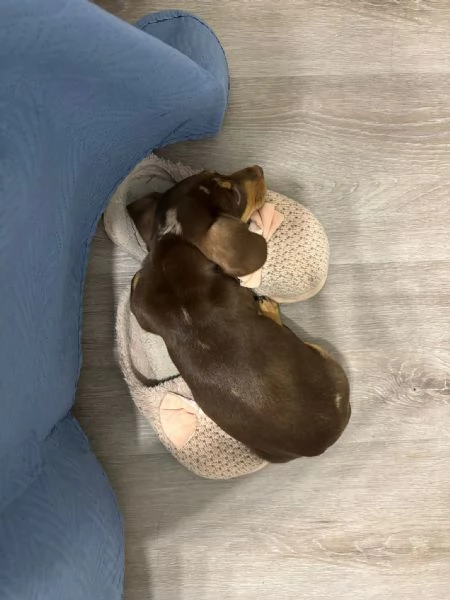 Bassotto arlecchino  | Foto 3