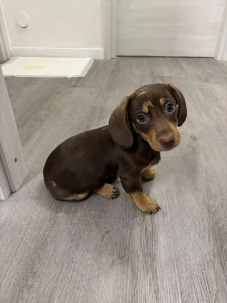 Bassotto arlecchino  | Foto 2