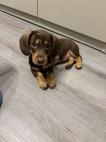 Bassotto arlecchino  | Foto 0