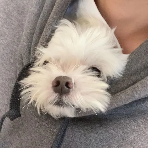 Maltese (cuccioli maschio e femmina)