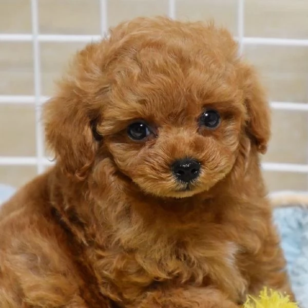 Barboncino (cuccioli maschio e femmina) | Foto 0