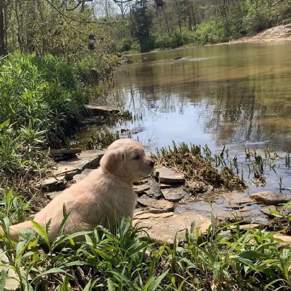 Golden Retriever (cuccioli maschio e femmina) | Foto 0