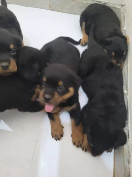 Rottweiler (cuccioli maschio e femmina)