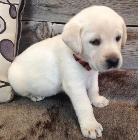 Labrador (cuccioli maschio e femmina)