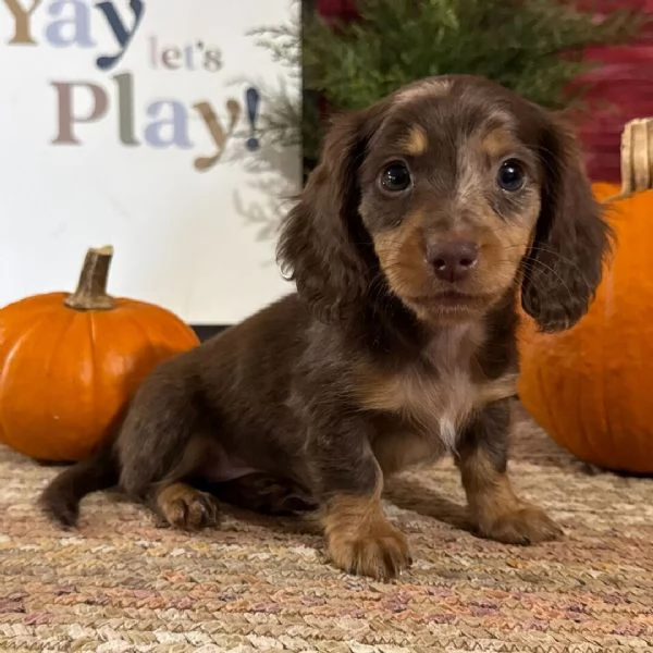 Bassotto (cuccioli maschio e femmina)