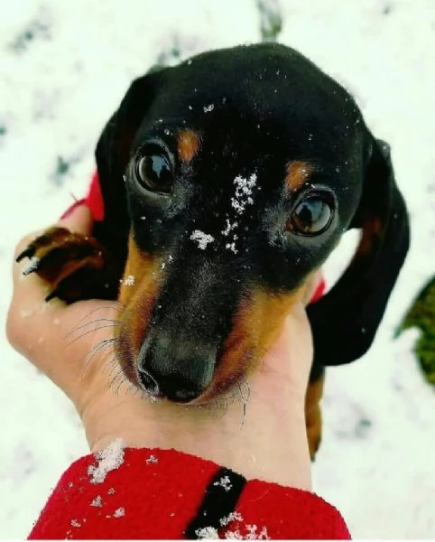 Bassotto (cuccioli maschio e femmina) | Foto 0