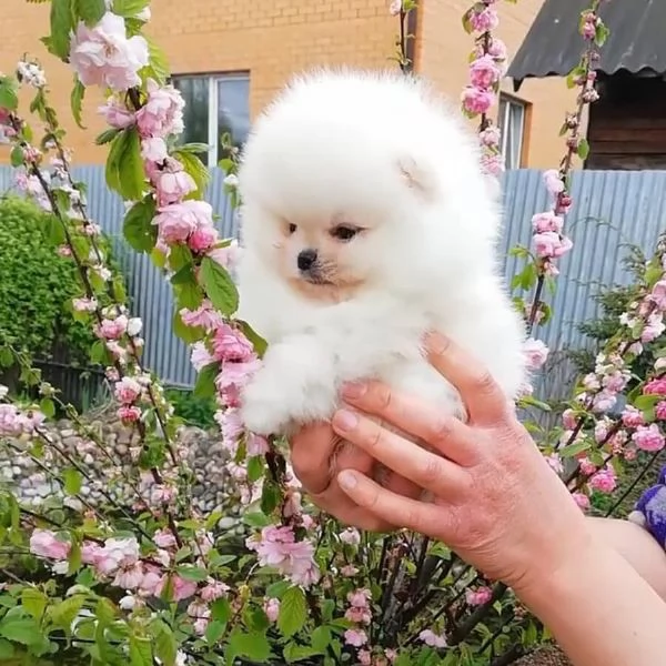 Volpino Pomeranian (cuccioli maschio e femmina) | Foto 0
