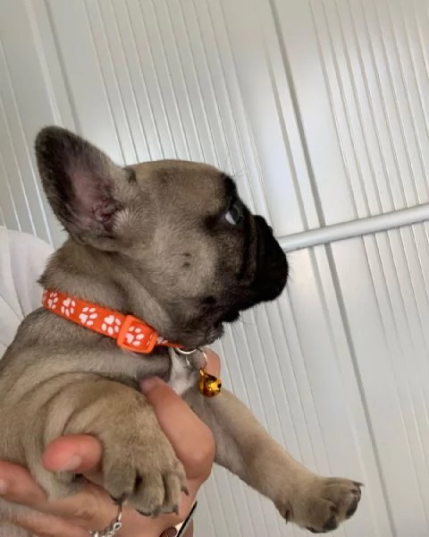 Bulldog Francese (cuccioli maschio e femmina)