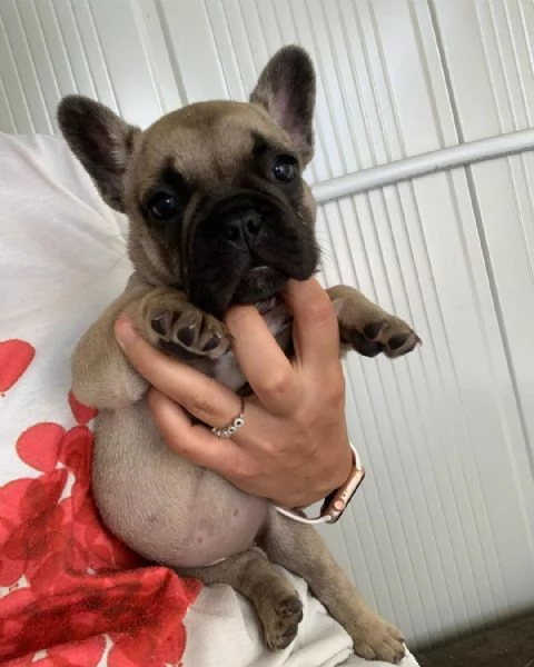 Bulldog Francese (cuccioli maschio e femmina) | Foto 0