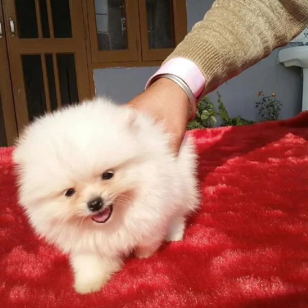 Splitz Pomeranian (cuccioli maschio e femmina | Foto 1