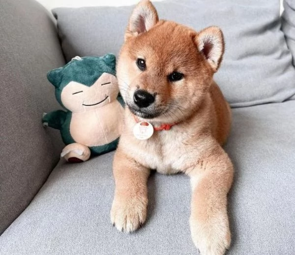 Shiba Inu (cuccioli maschio e femmina)