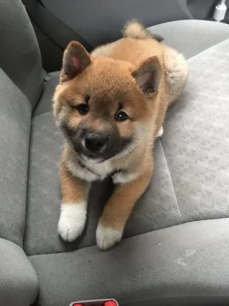 Shiba Inu (cuccioli maschio e femmina) | Foto 0