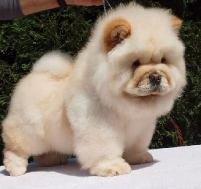Chow Chow (cuccioli maschio e femmina)