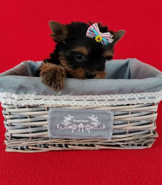 Regalo Yorkshire (cuccioli maschio e femmina) | Foto 0
