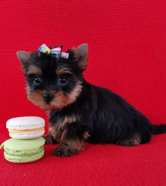 Regalo Yorkshire (cuccioli maschio e femmina)