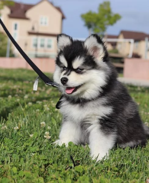 Siberian Husky (cuccioli maschio e femmina)