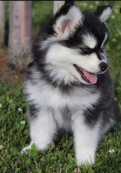 Siberian Husky (cuccioli maschio e femmina) | Foto 0