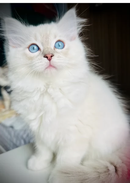 Pronti gattini Radoll blue point | Foto 0