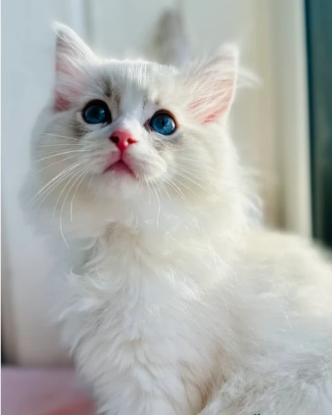 Pronti gattini Radoll blue point