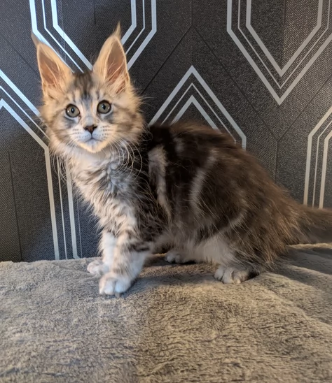 Gattini di Maine per adozione