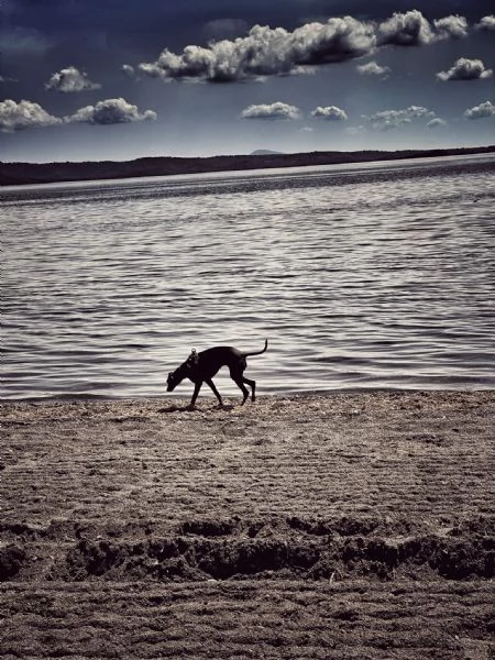 PICCOLO LEVRIERO ITALIANO | Foto 7