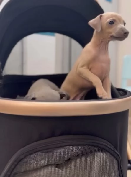 PICCOLO LEVRIERO ITALIANO | Foto 6