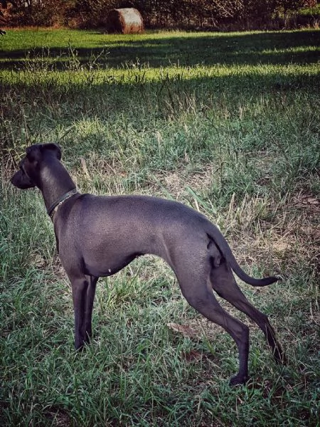 PICCOLO LEVRIERO ITALIANO | Foto 2