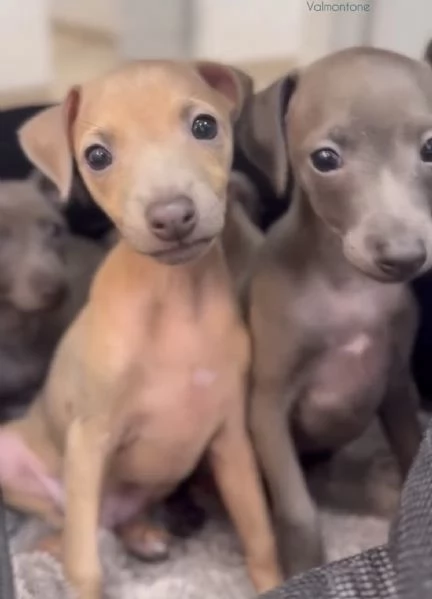 PICCOLO LEVRIERO ITALIANO | Foto 4