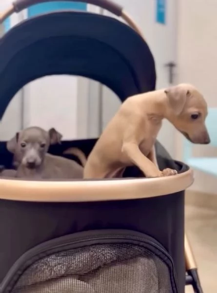 PICCOLO LEVRIERO ITALIANO | Foto 3