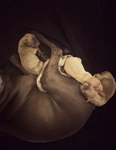 PICCOLO LEVRIERO ITALIANO | Foto 0