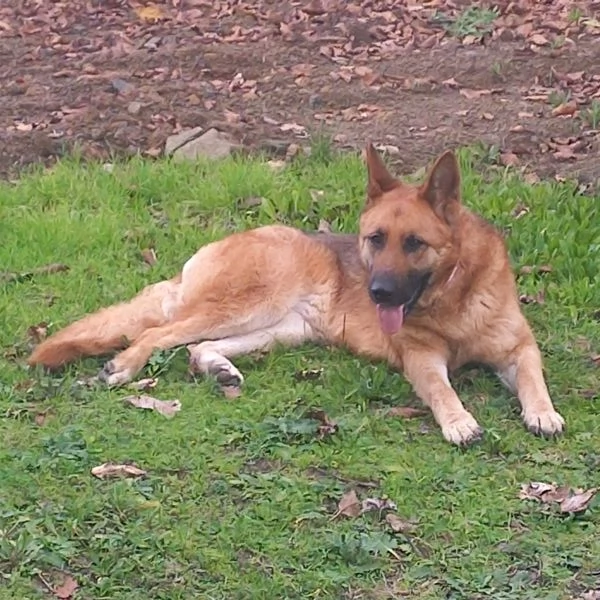 PASTORE TEDESCO FEMMINA 