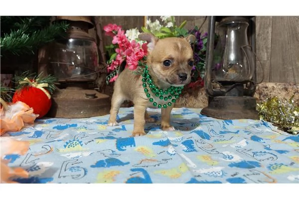 chihuahuah mini in adozione