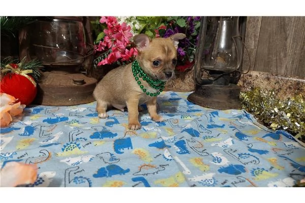 chihuahuah mini in adozione | Foto 0