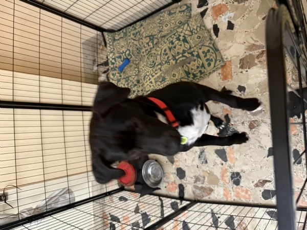 Regalo cane di media taglia 7 mesi  | Foto 1