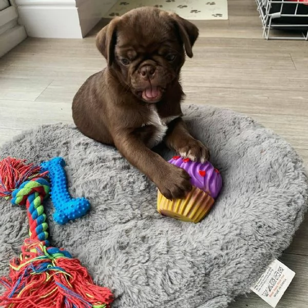 Cuccioli di carlino | Foto 0