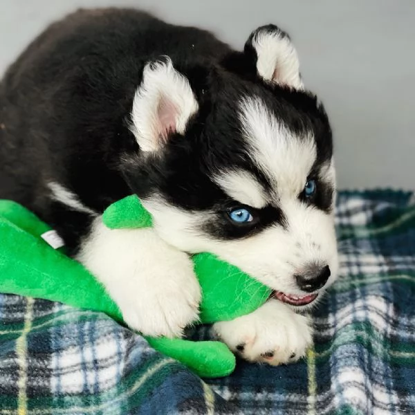 Cuccioli di Siberian Husky