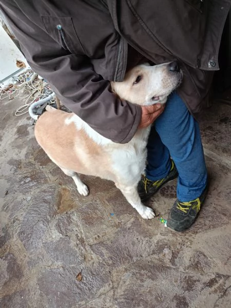 Regalasi meticci di circa una anno incrocio Maremmano e Pitbull  | Foto 0