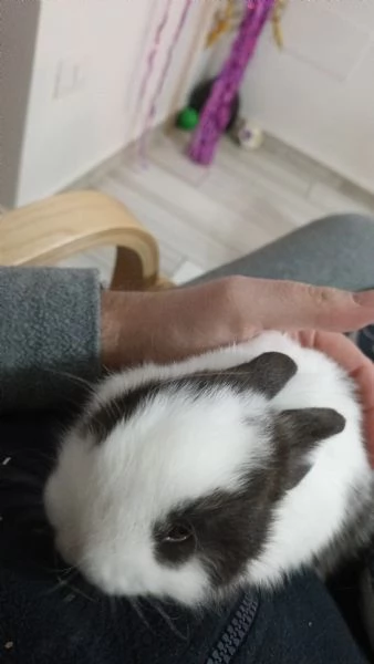 Regalo coniglio nano