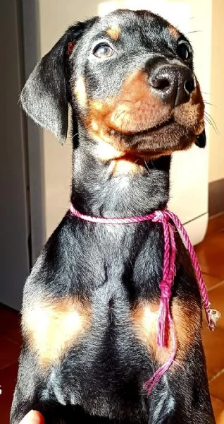 Cucciole dobermann in vendita  | Foto 10